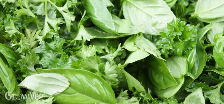 How to Incorporate Parsley Into Your Diet