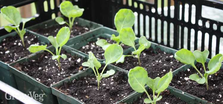 Preparing the Seeds