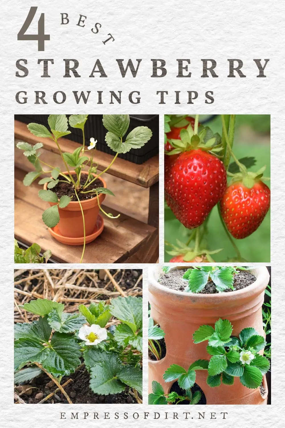 4. Enjoy your homegrown strawberries: