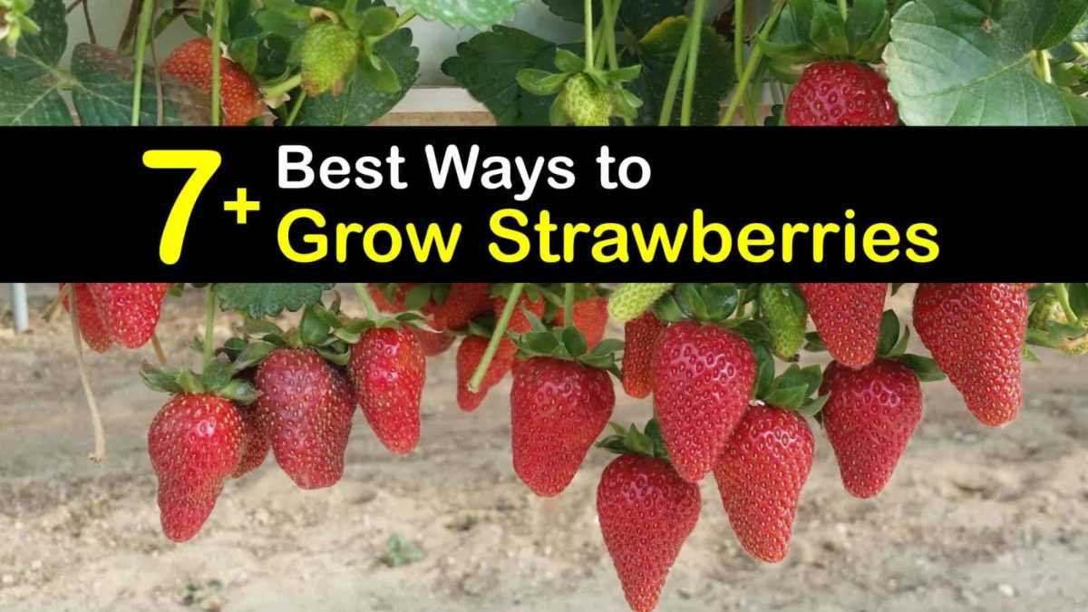 Transplanting strawberry seedlings