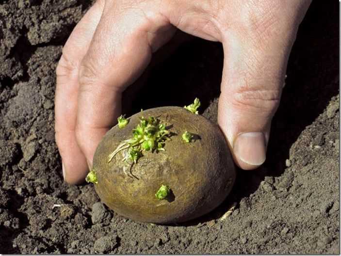 Methods for Germinating Potato Seeds