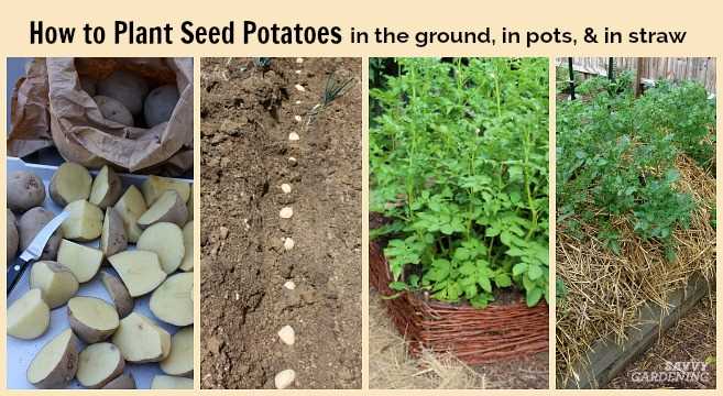 Testing Soil pH