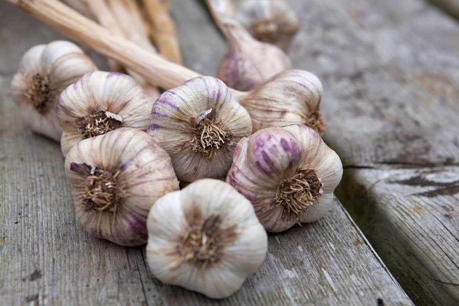 3. Planting the garlic cloves