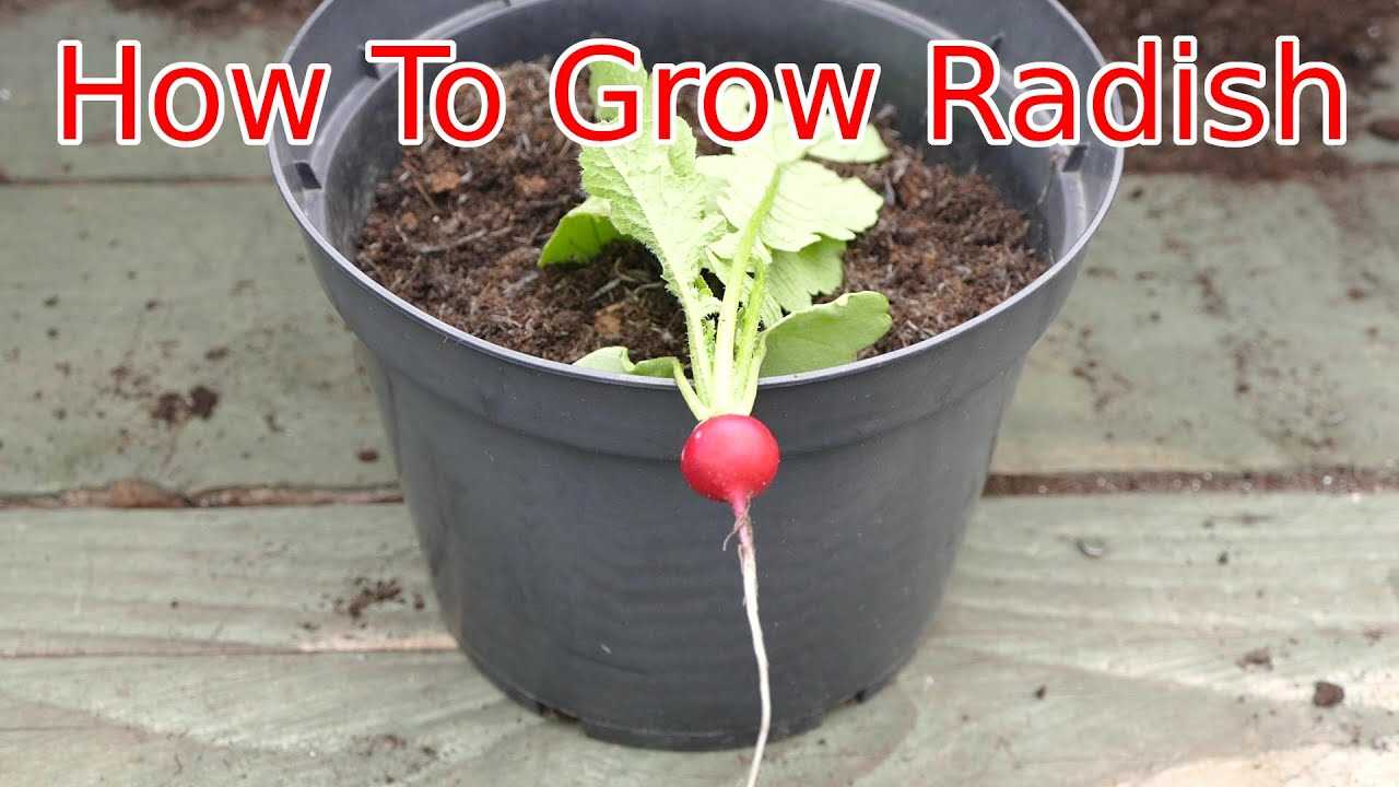 how to harvest radishes all year round instructi yt2e2z7h