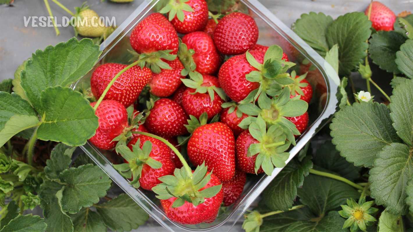 Efficient Agrotechnical Technique for Improving Strawberry Harvest