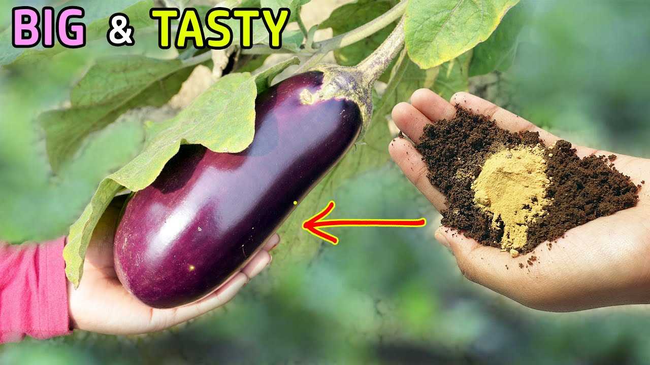 Benefits of Using Fertilizers for Eggplant and Pepper Crops