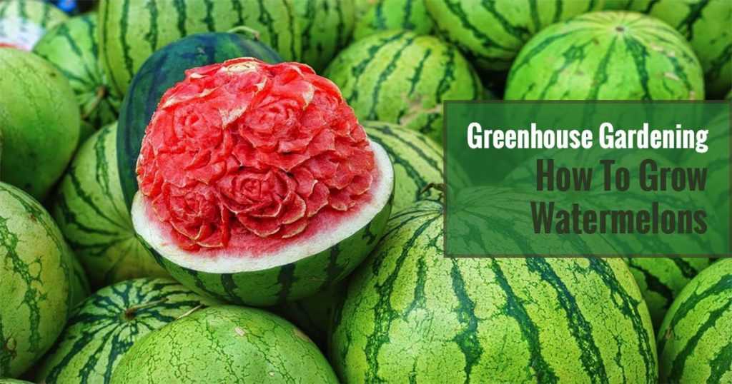 Advantages of using a greenhouse for watermelon cultivation: