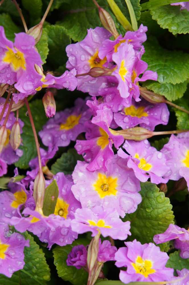 Choosing the Right Primrose