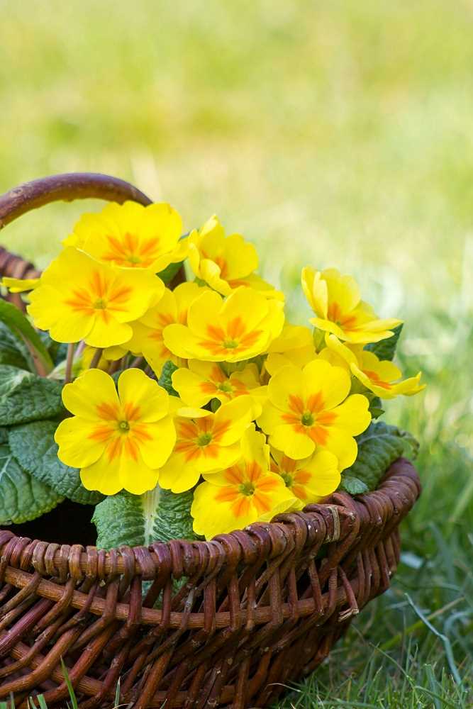 2. Gift Primroses to the Special Women in Your Life