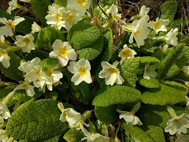 Tips for Deadheading Primrose Flowers