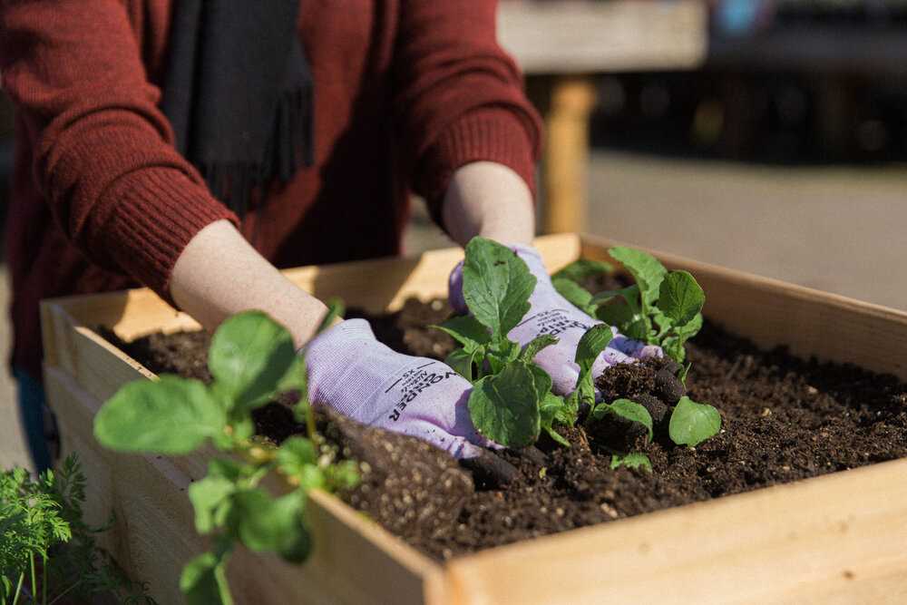 Planting the Cuttings