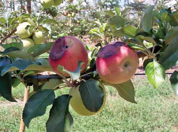 Abundance of Fruits