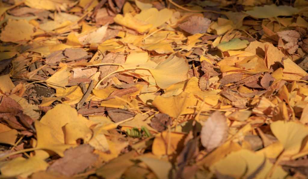 Fallen Leaves as Plant Fertilizer