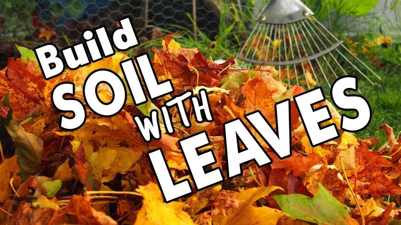 How to Use Fallen Leaves as Mulch: