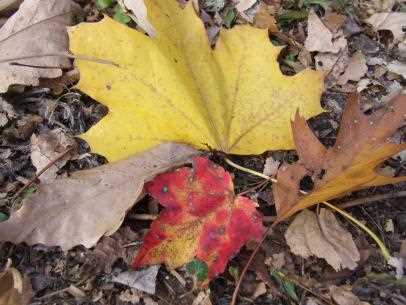 Fallen Leaves for Making Leaf Mold