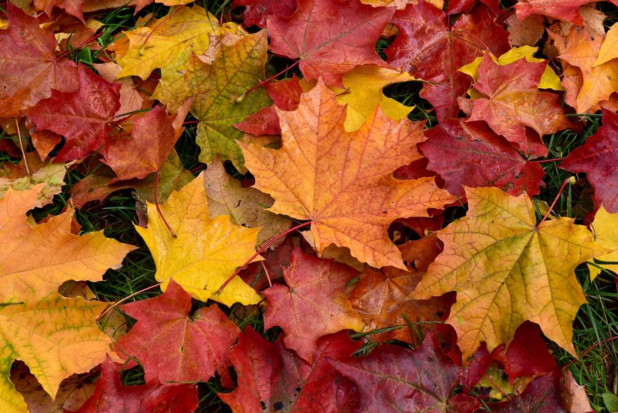 Step 1: Gather fallen leaves