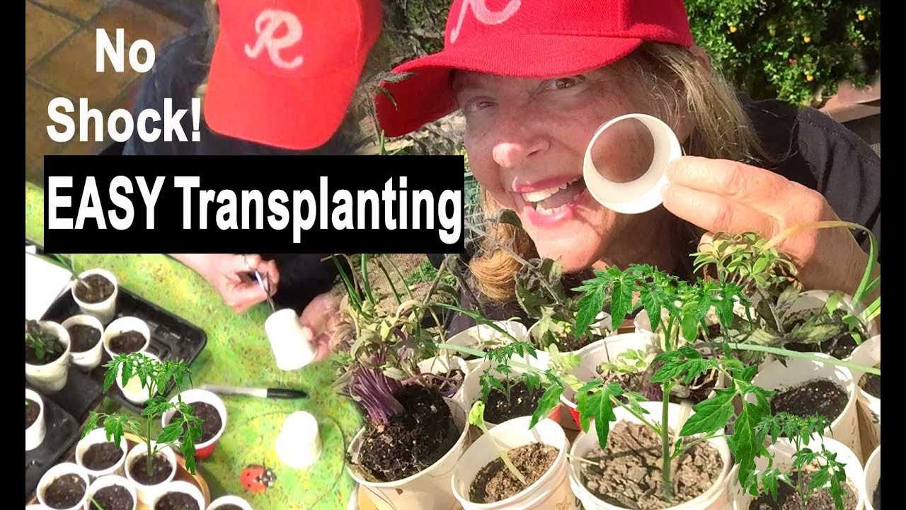 Step 4: Plant and Transplant