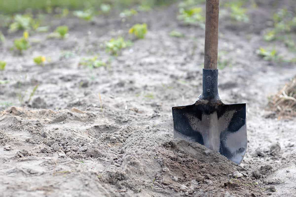 Understanding Sandy Soil