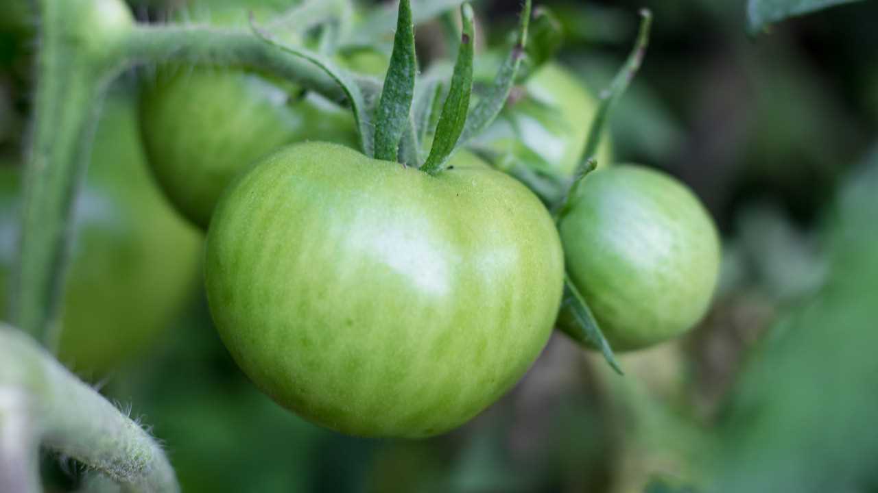 5. Harvest and Ripen Indoors