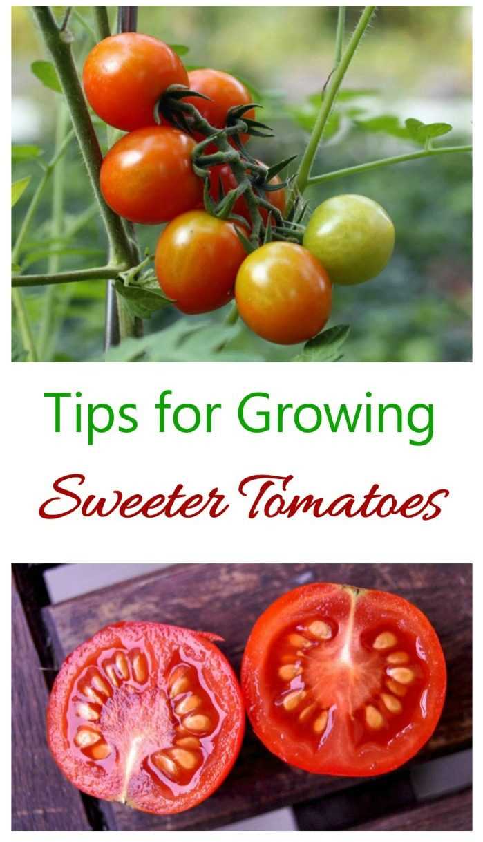 The Importance of Proper Nutrition for Tomatoes