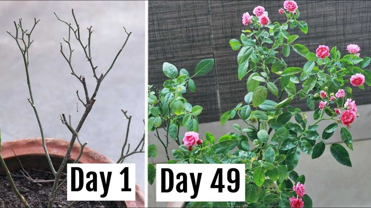 Pruning and Trimming Techniques