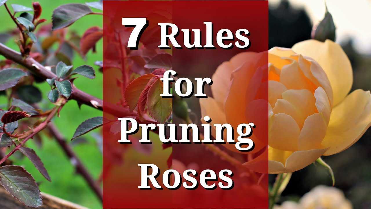 8. Pruning Climbing Roses: