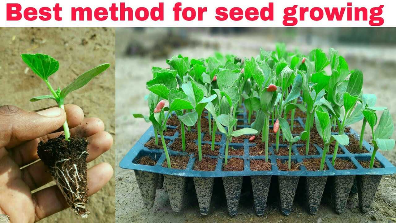 Tips for Buying Seedlings