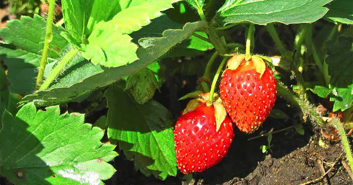 When to Pick Strawberry Seedlings