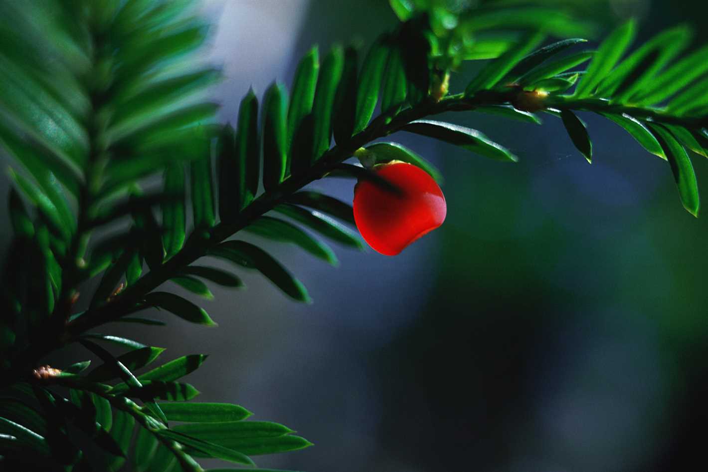 Harvesting Berry Yew Berries