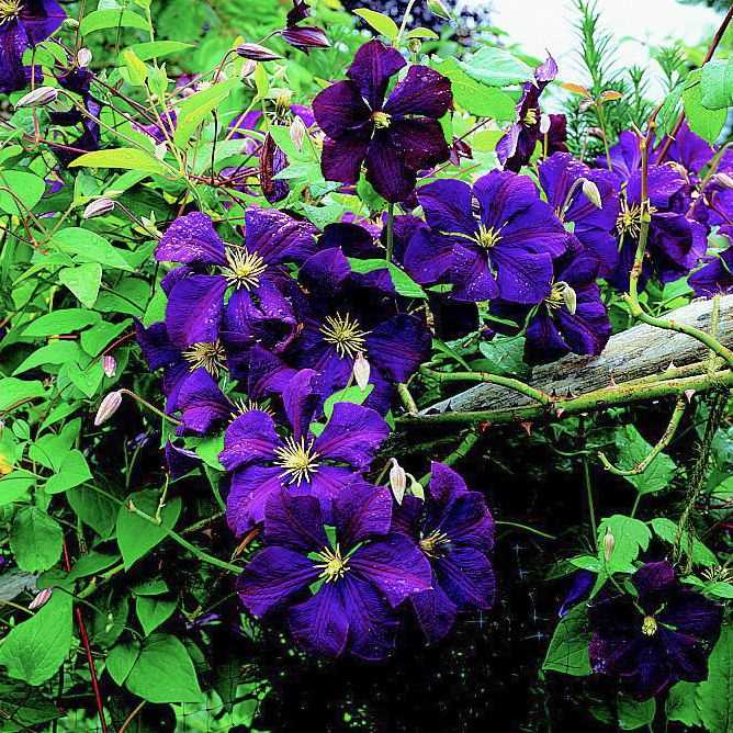 Why Plant Clematis in Summer?