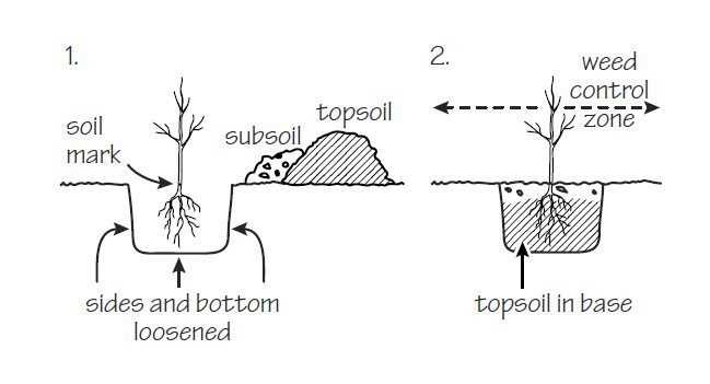 Choose the Right Fruit Trees