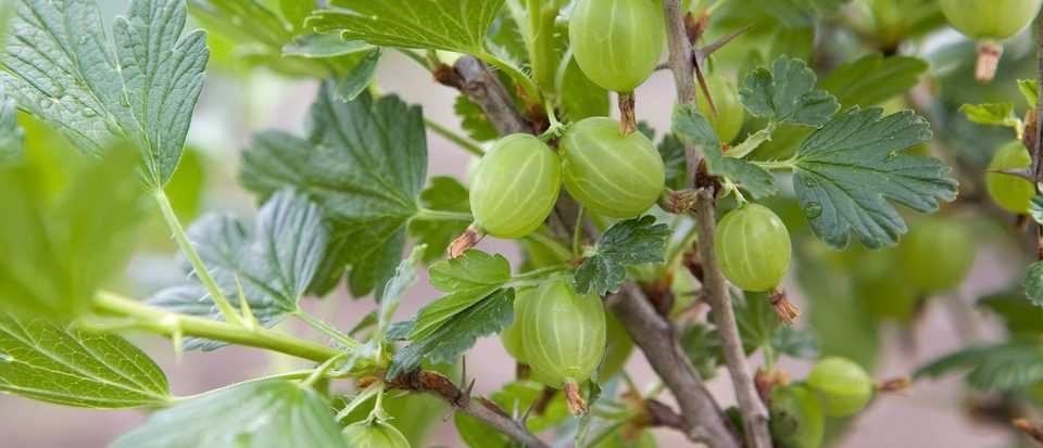 how to plant gooseberries prepare the hole and w