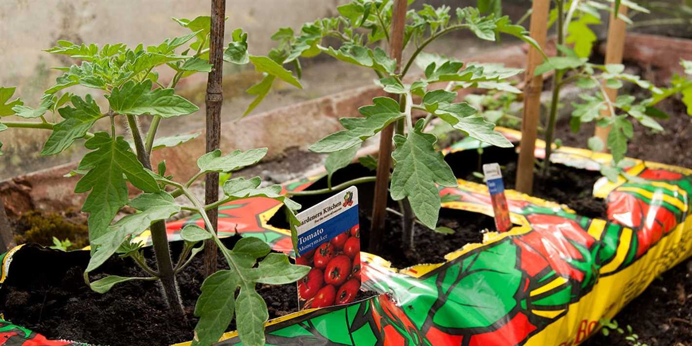 Planting Tomato Seeds in the Milk Bag