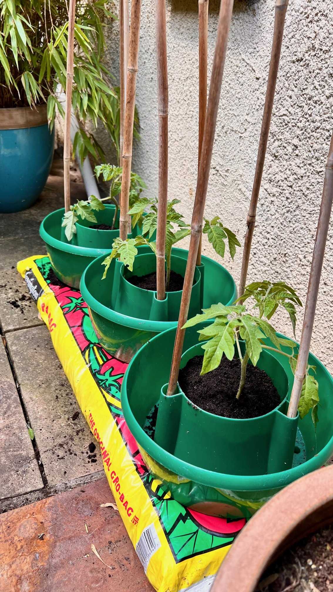 Step 3: Water the Seedlings