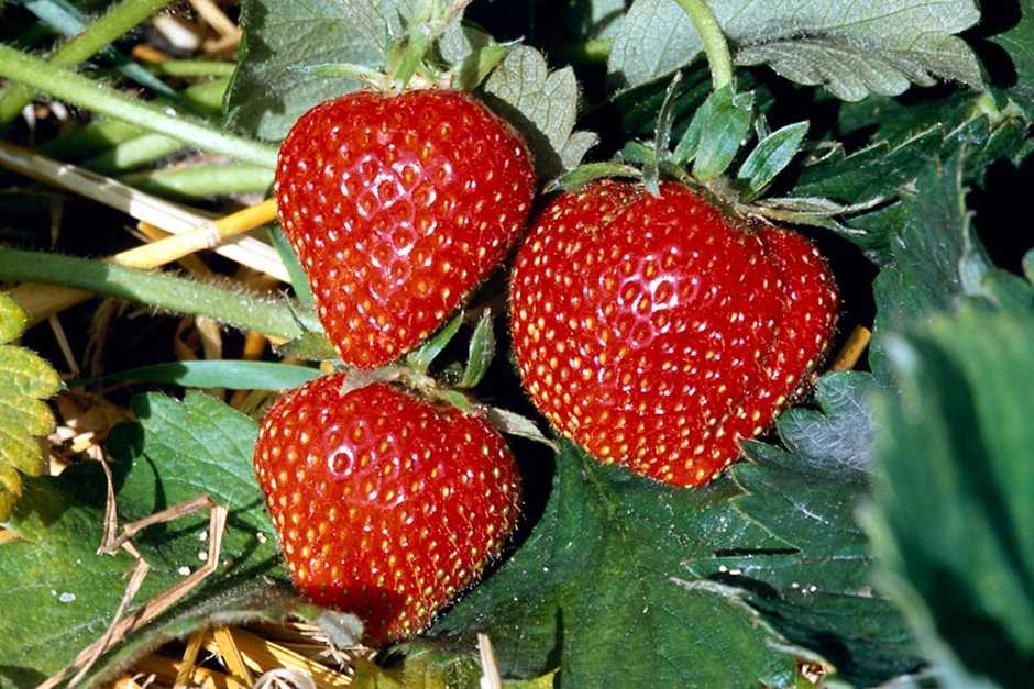 Properly Watering Your Strawberry Plants