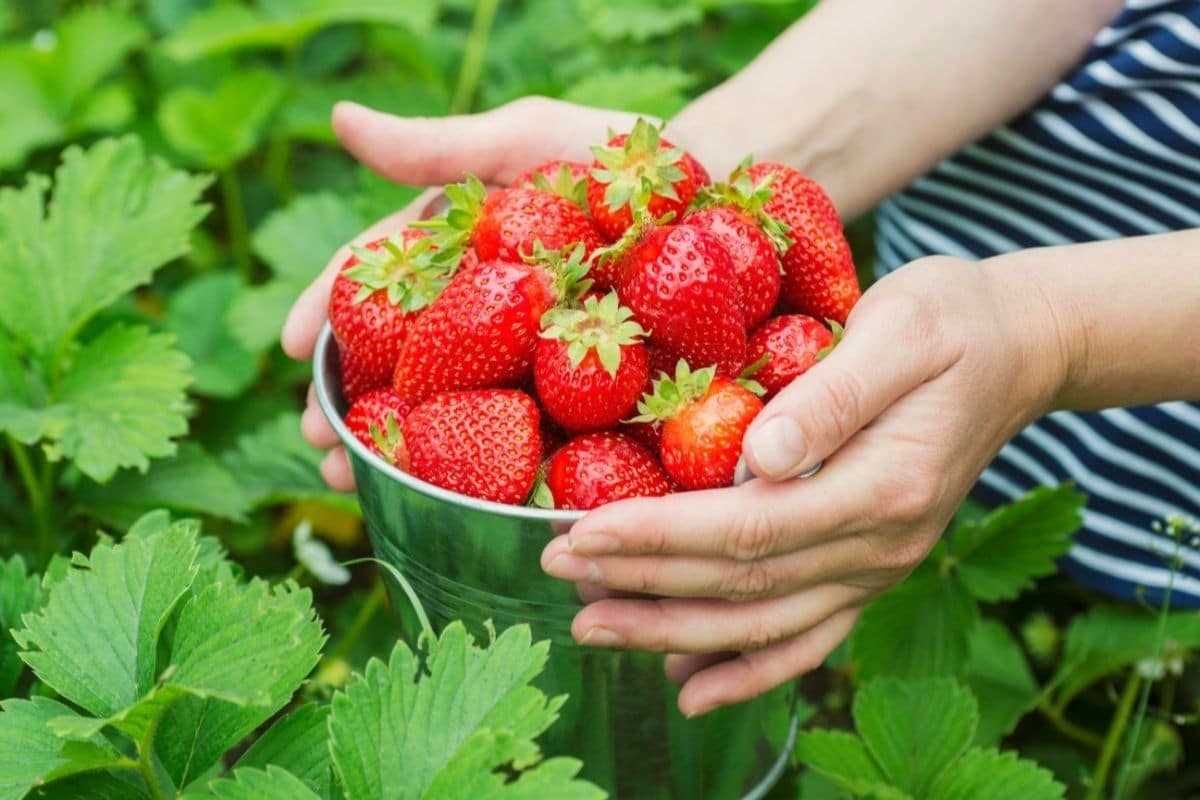 how to plant strawberries correctly so as not to b 4f9t1u69