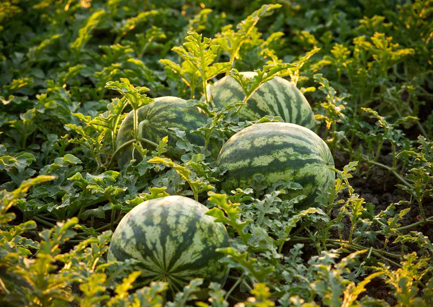 5. Morning watering: