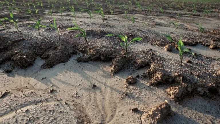 The Importance of Soil Amendments