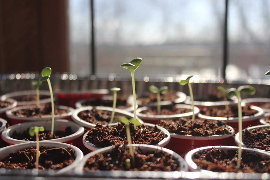 Unveiling the Springtime Planting Process