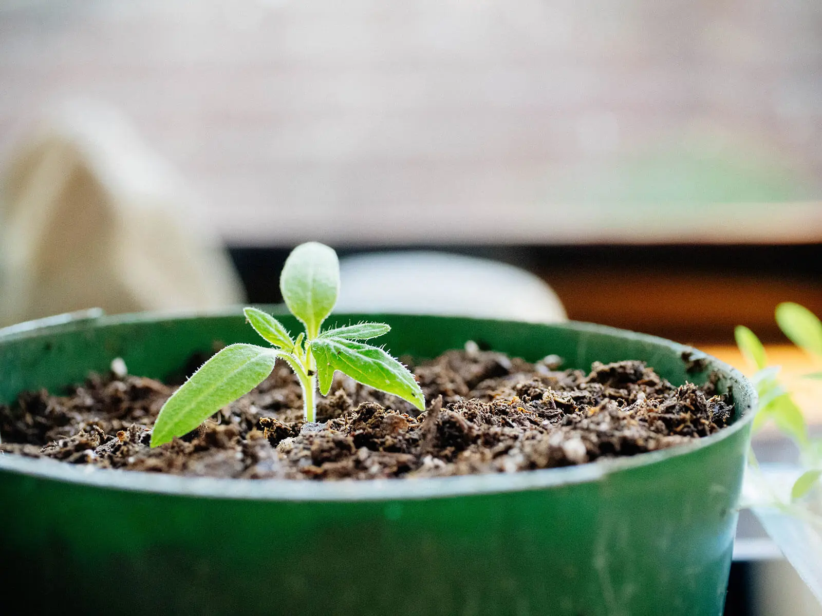 How to label your seedlings