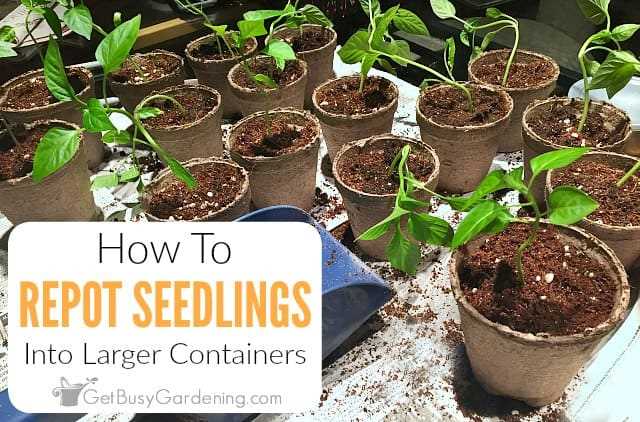 Start with Healthy Seedlings