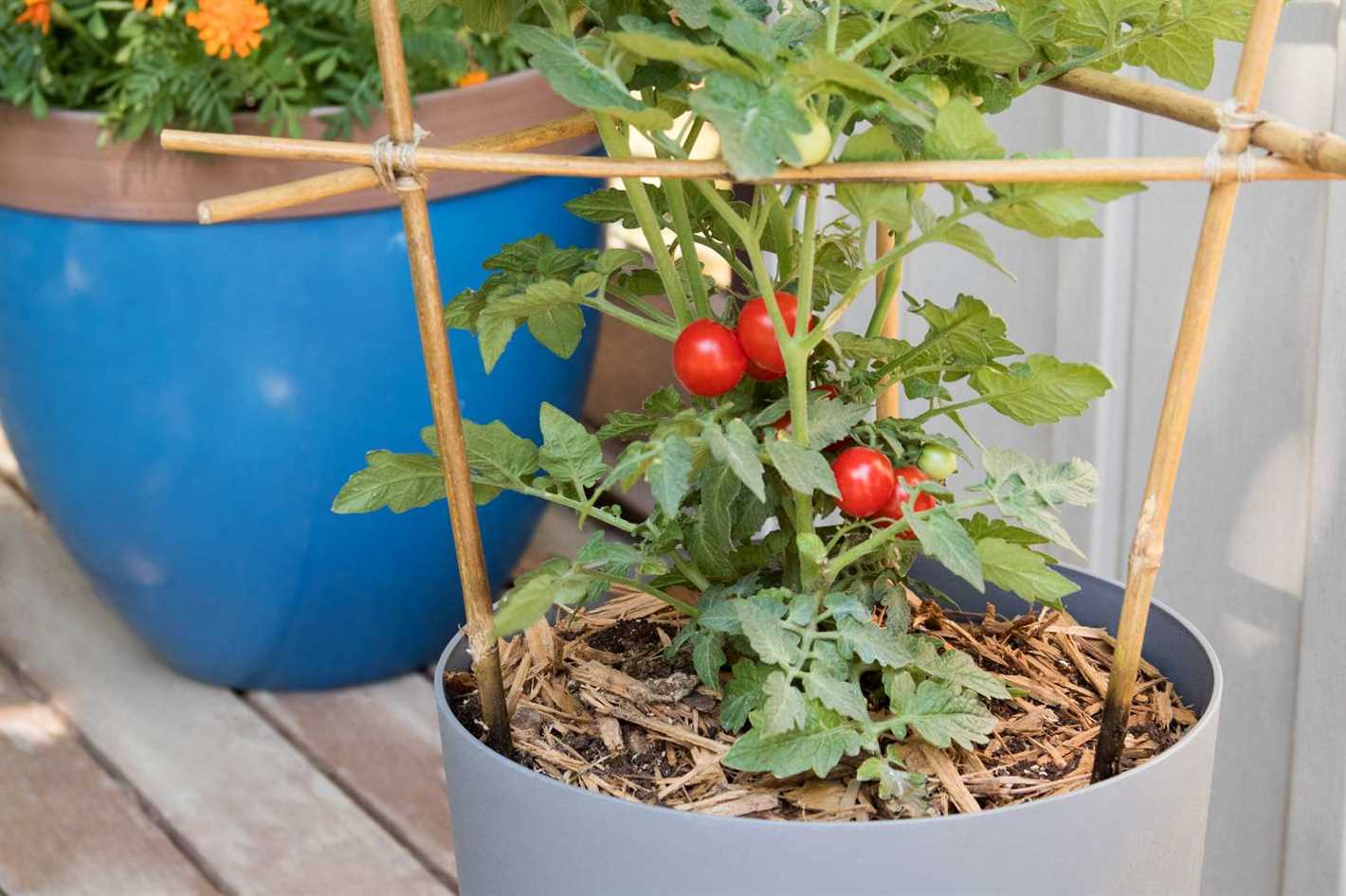 Maximizing Tomato Harvest Through Pruning