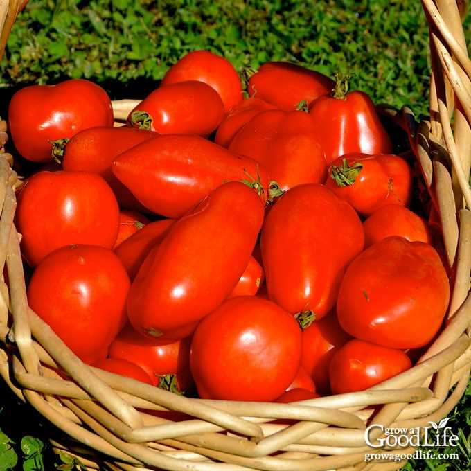 Benefits of Tomato Pruning