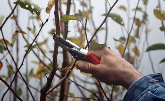 When to Prune Seed Trees