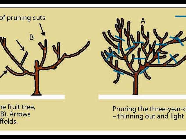 3. Thin overcrowded branches