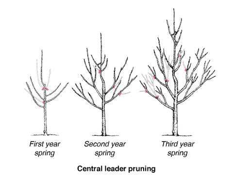 1. Prune in the dormant season