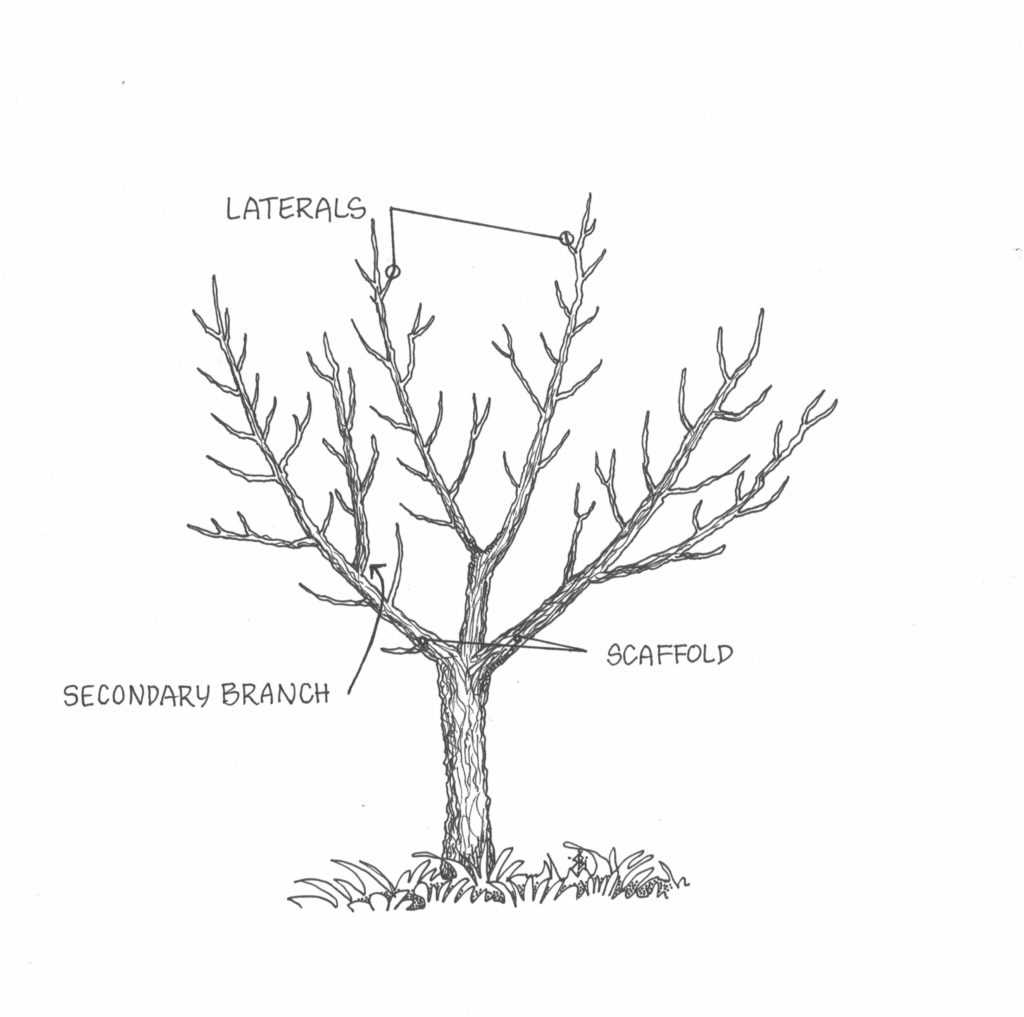 4. Neglecting Thinning