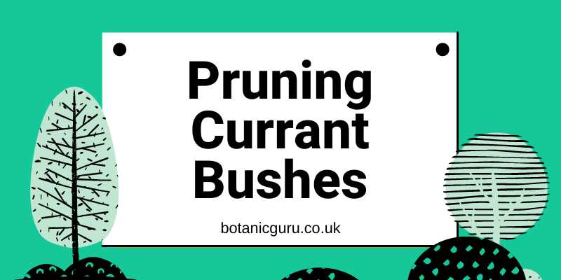 6. Clean up and dispose of pruning debris