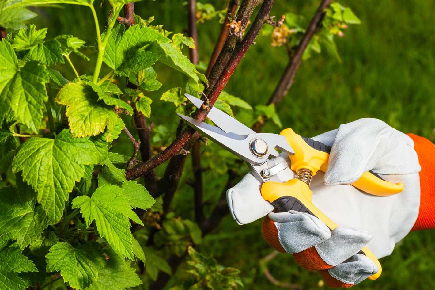 Tips for Maintaining Healthy Currant Plants After Pruning