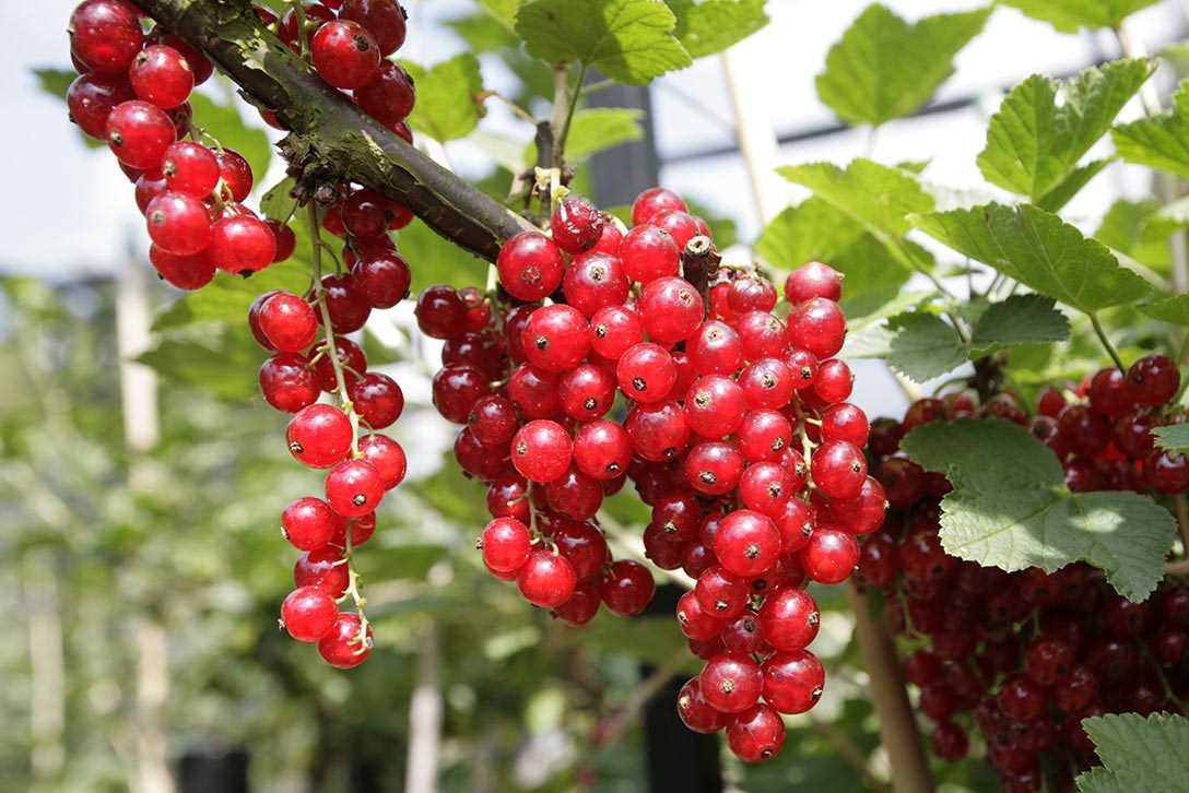 Step-by-Step Guide to Pruning Currant Plants